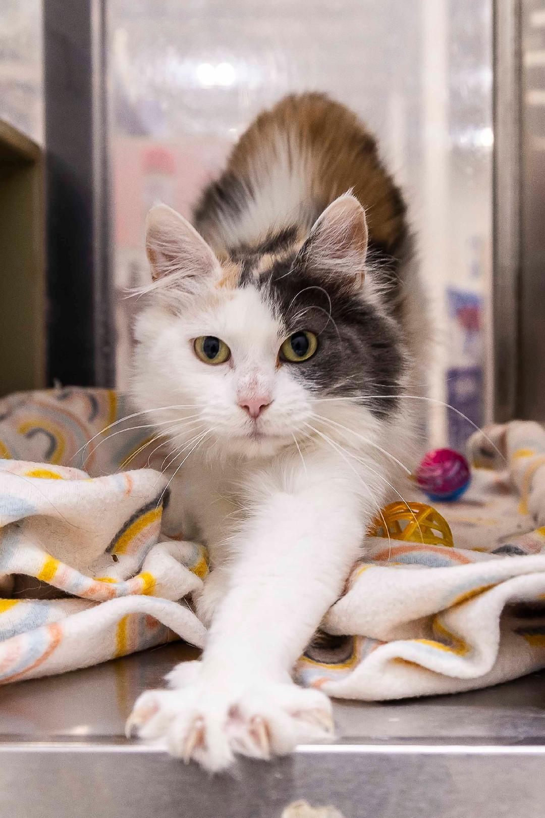 Cardamon, an adoptable Domestic Long Hair in Millville, UT, 84326 | Photo Image 3