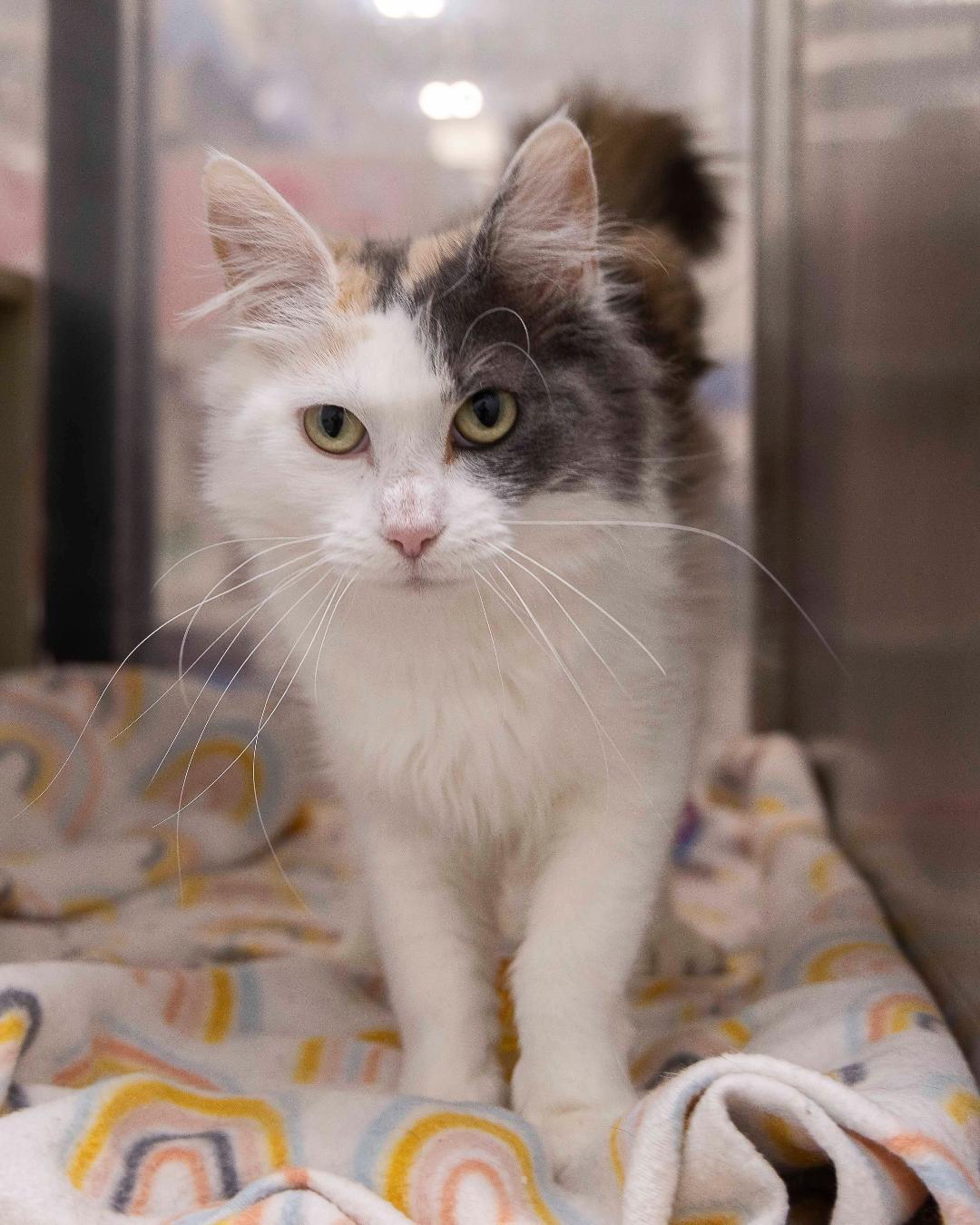 Cardamon, an adoptable Domestic Long Hair in Millville, UT, 84326 | Photo Image 2