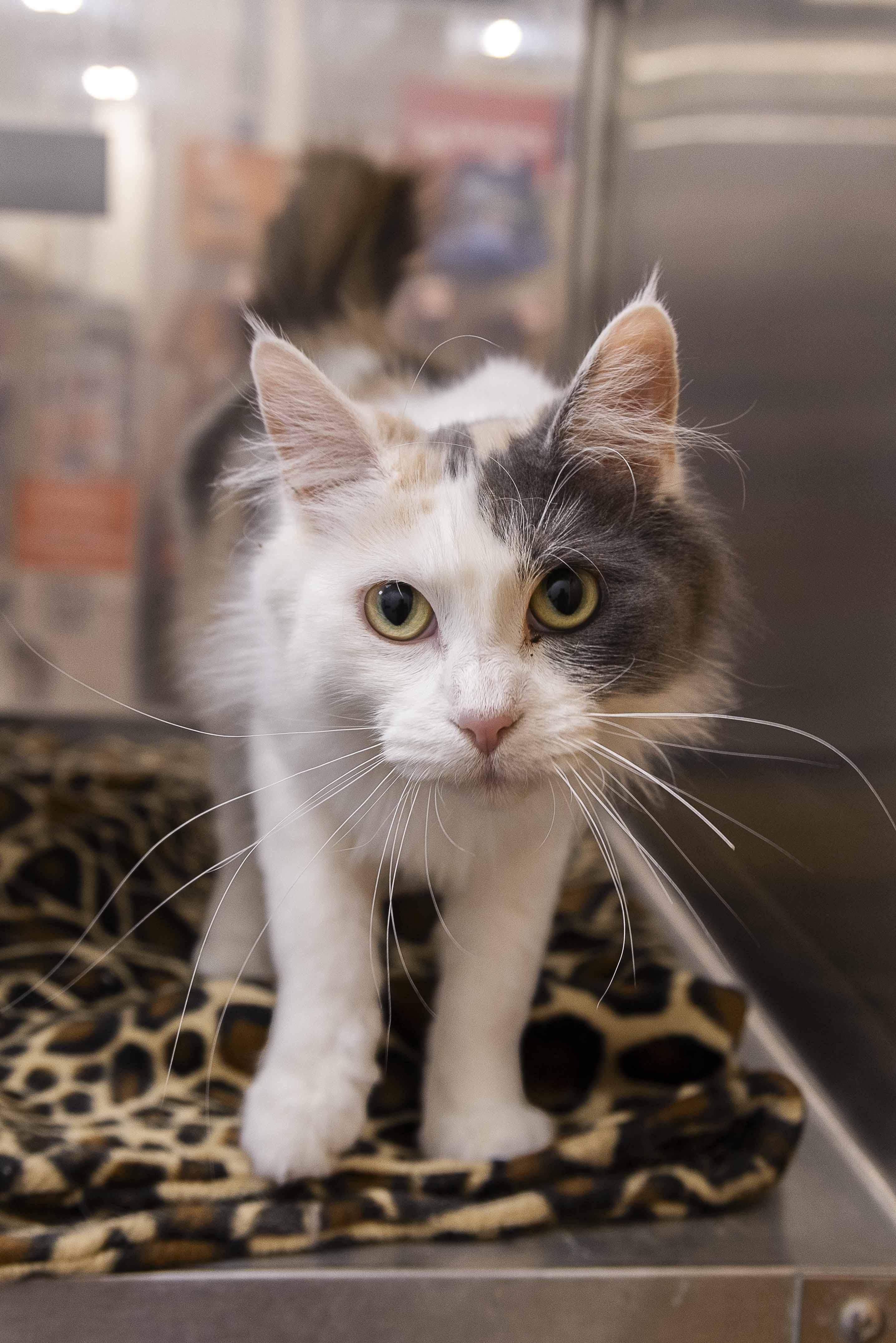 Cardamon, an adoptable Domestic Long Hair in Millville, UT, 84326 | Photo Image 4