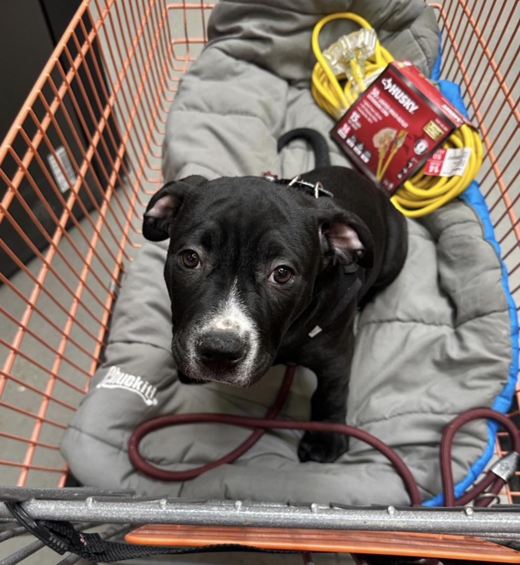 Enlarge Aiden, a Adoptable mixed breed in Pembroke, MA image 2/3