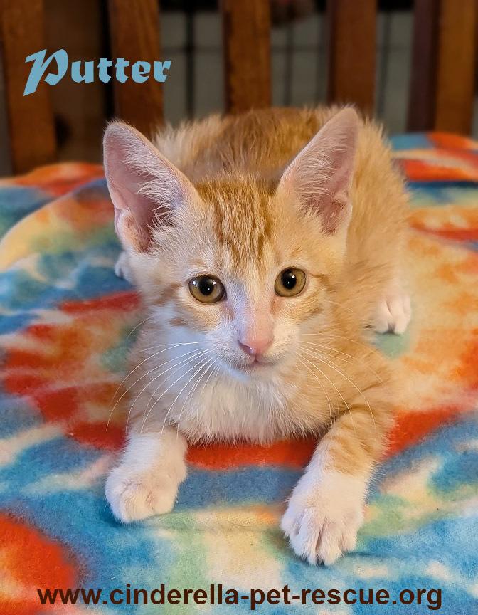 Putter, a Adoptable Domestic Short Hair in Mission, TX image 1/6
