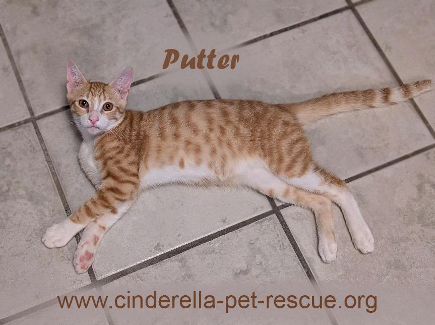 Putter, a Adoptable Domestic Short Hair in Mission, TX image 2/6