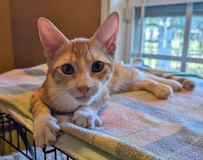 Putter, a Adoptable Domestic Short Hair in Mission, TX image 3/6