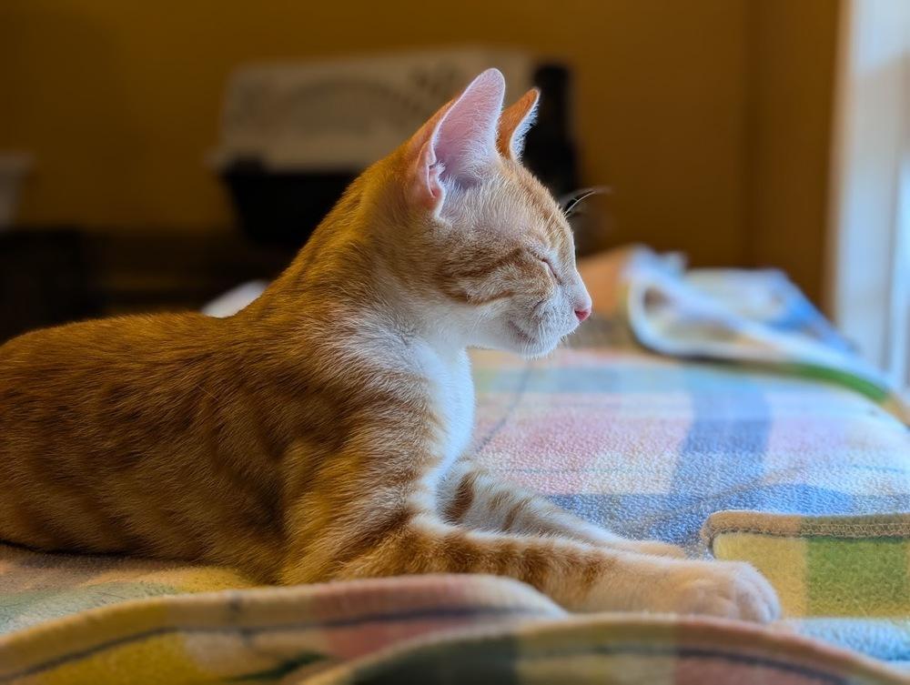 Putter, a Adoptable Domestic Short Hair in Mission, TX image 5/6