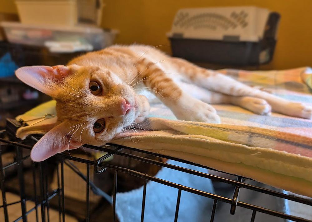 Putter, a Adoptable Domestic Short Hair in Mission, TX image 6/6