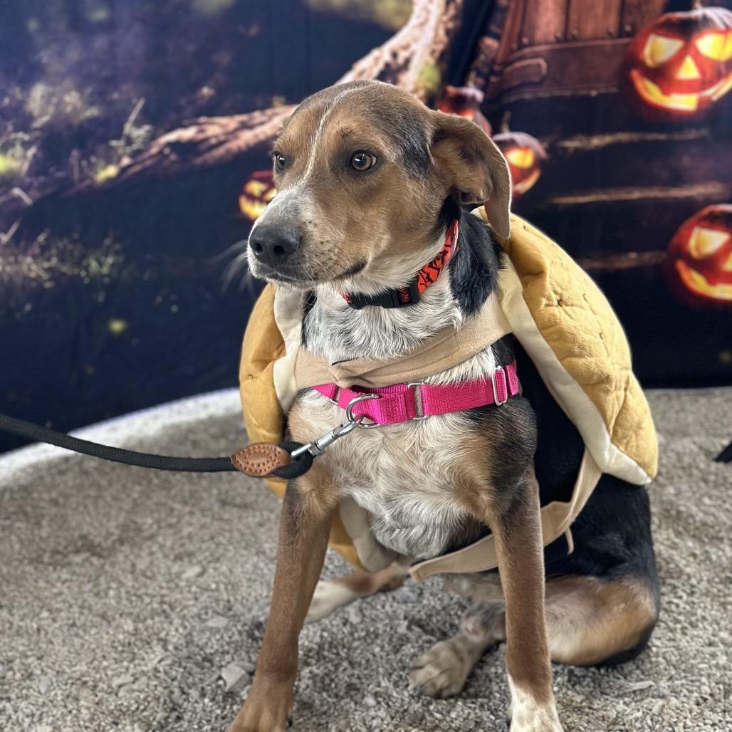 Huxley, Adoptable, Adult Male Hound.