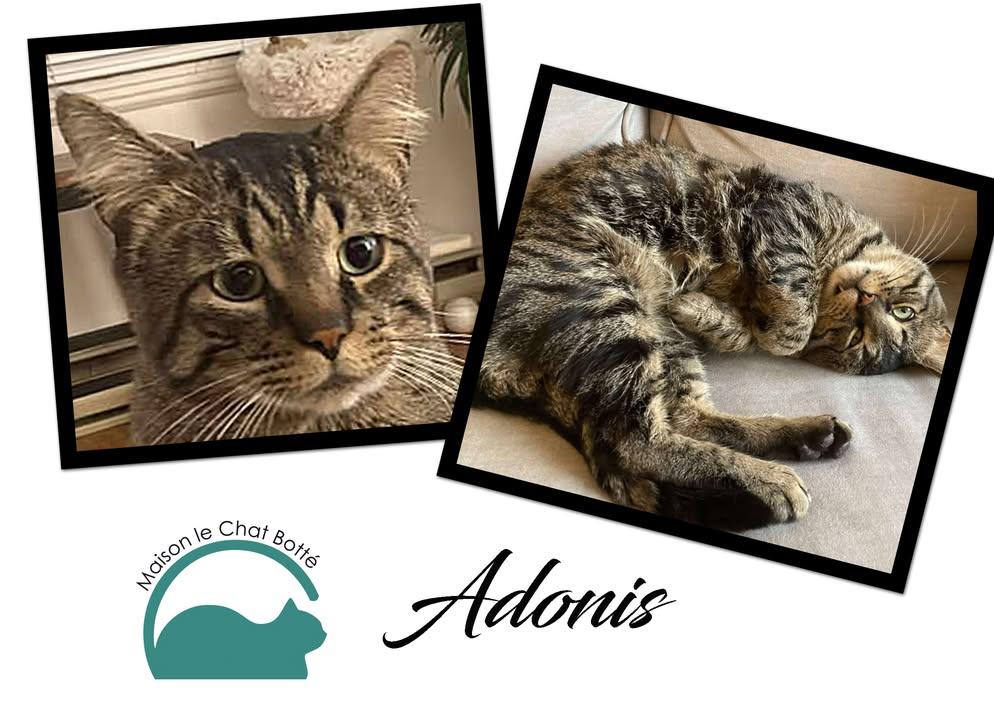 Enlarge Adonis, a Adoptable Tabby in Montreal-Nord, QC image 3/6