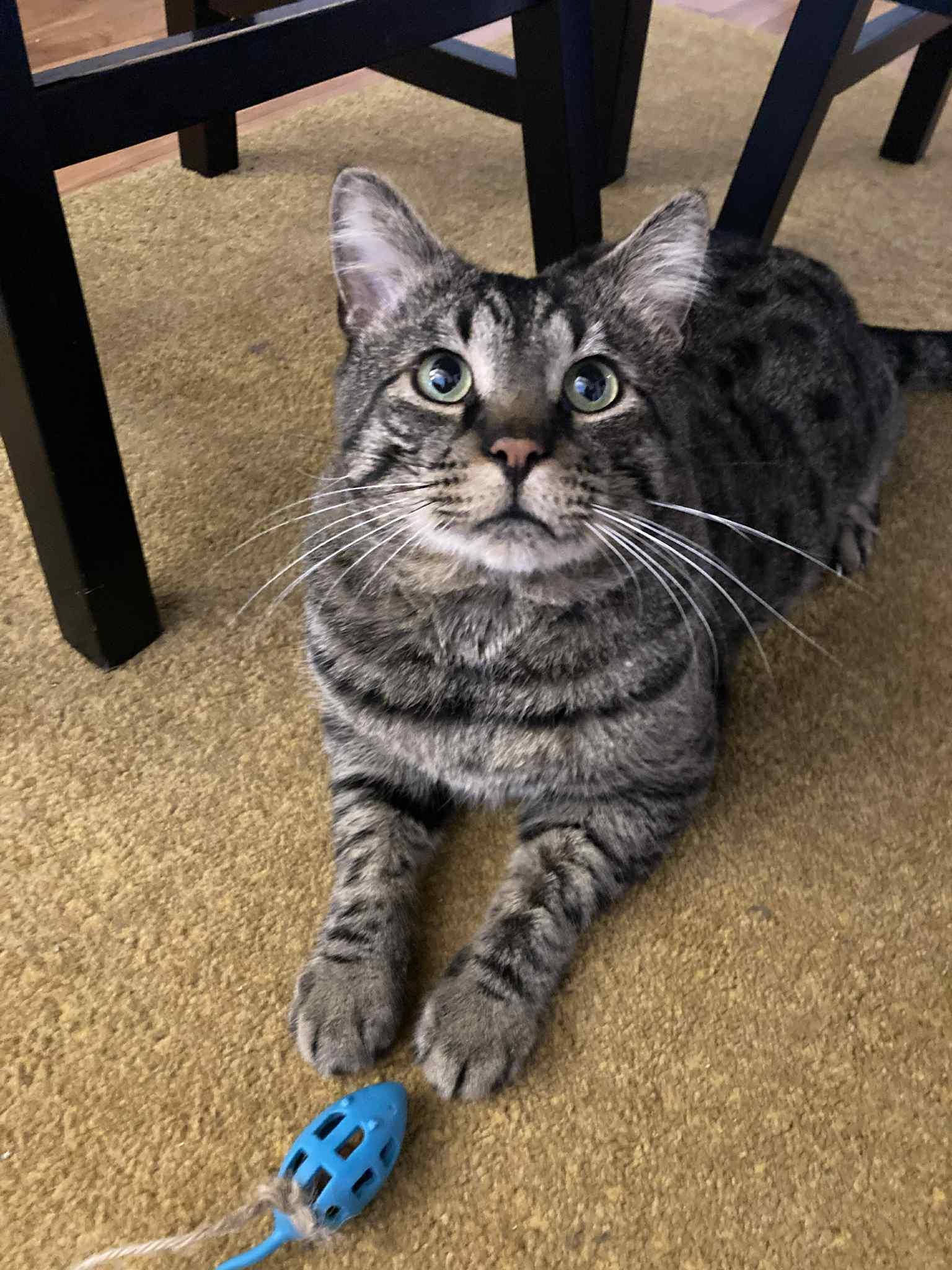 Enlarge Adonis, a Adoptable Tabby in Montreal-Nord, QC image 1/6