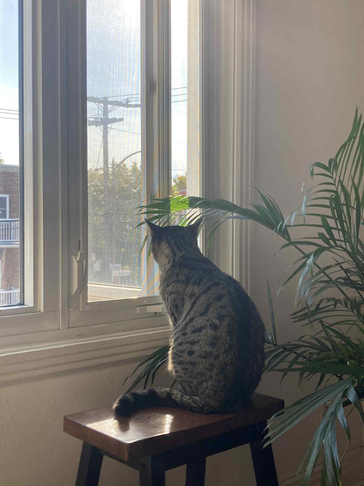 Enlarge Adonis, a Adoptable Tabby in Montreal-Nord, QC image 2/6