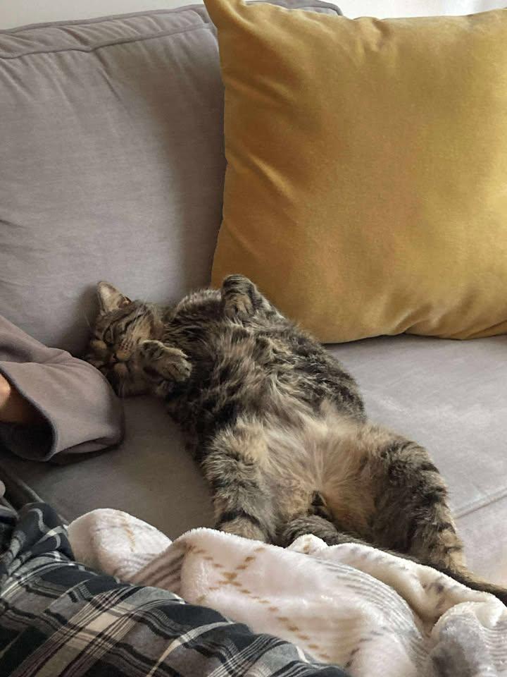 Enlarge Adonis, a Adoptable Tabby in Montreal-Nord, QC image 4/6