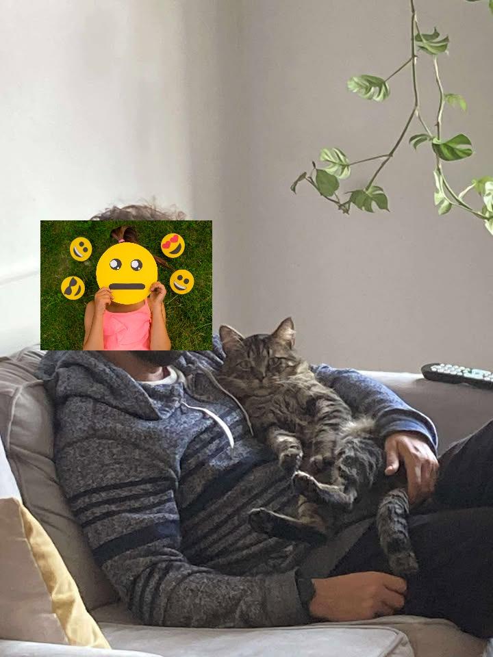 Enlarge Adonis, a Adoptable Tabby in Montreal-Nord, QC image 5/6