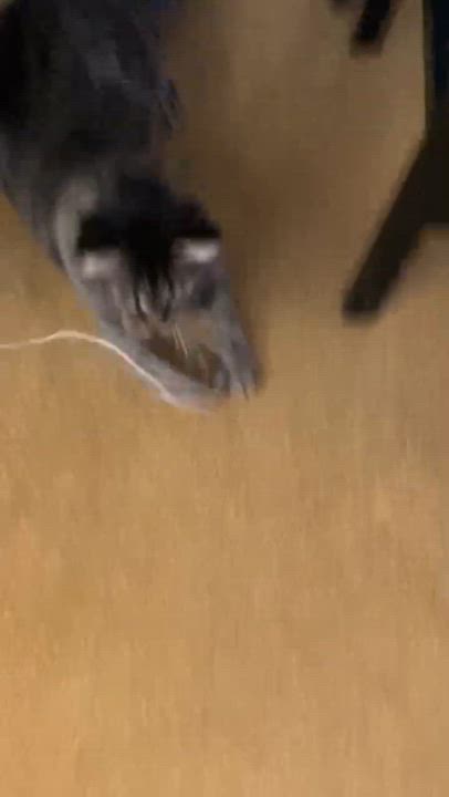 Enlarge Adonis, a Adoptable Tabby in Montreal-Nord, QC video 6/6