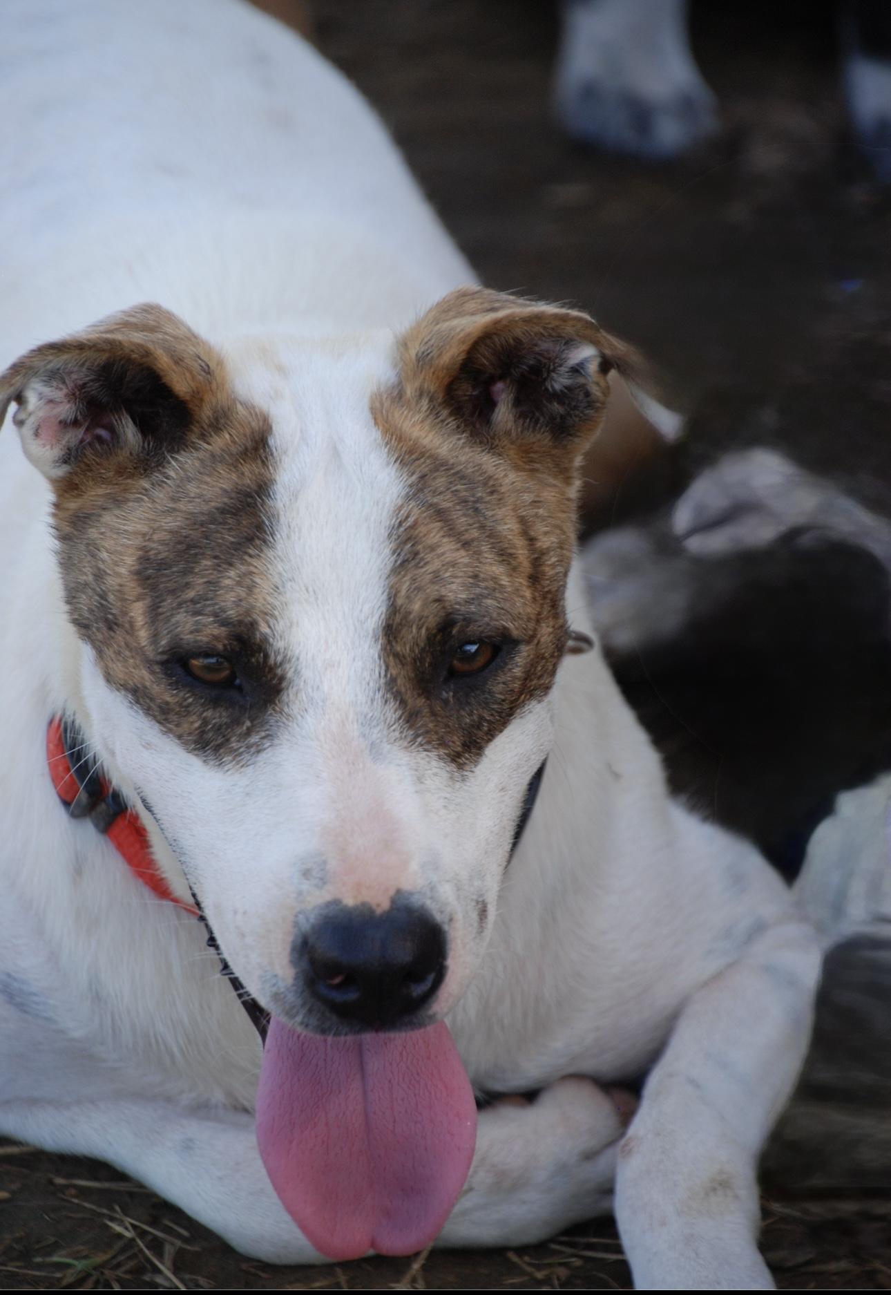 Everest, a Adoptable mixed breed in Madisonville, TX image 1/3