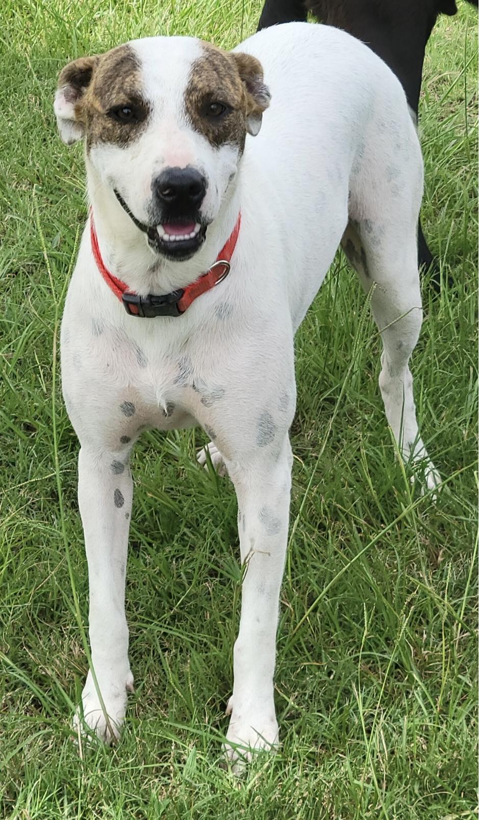 Everest, a Adoptable mixed breed in Madisonville, TX image 2/3