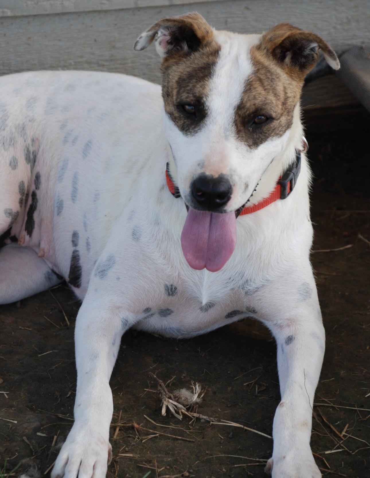 Everest, a Adoptable mixed breed in Madisonville, TX image 3/3
