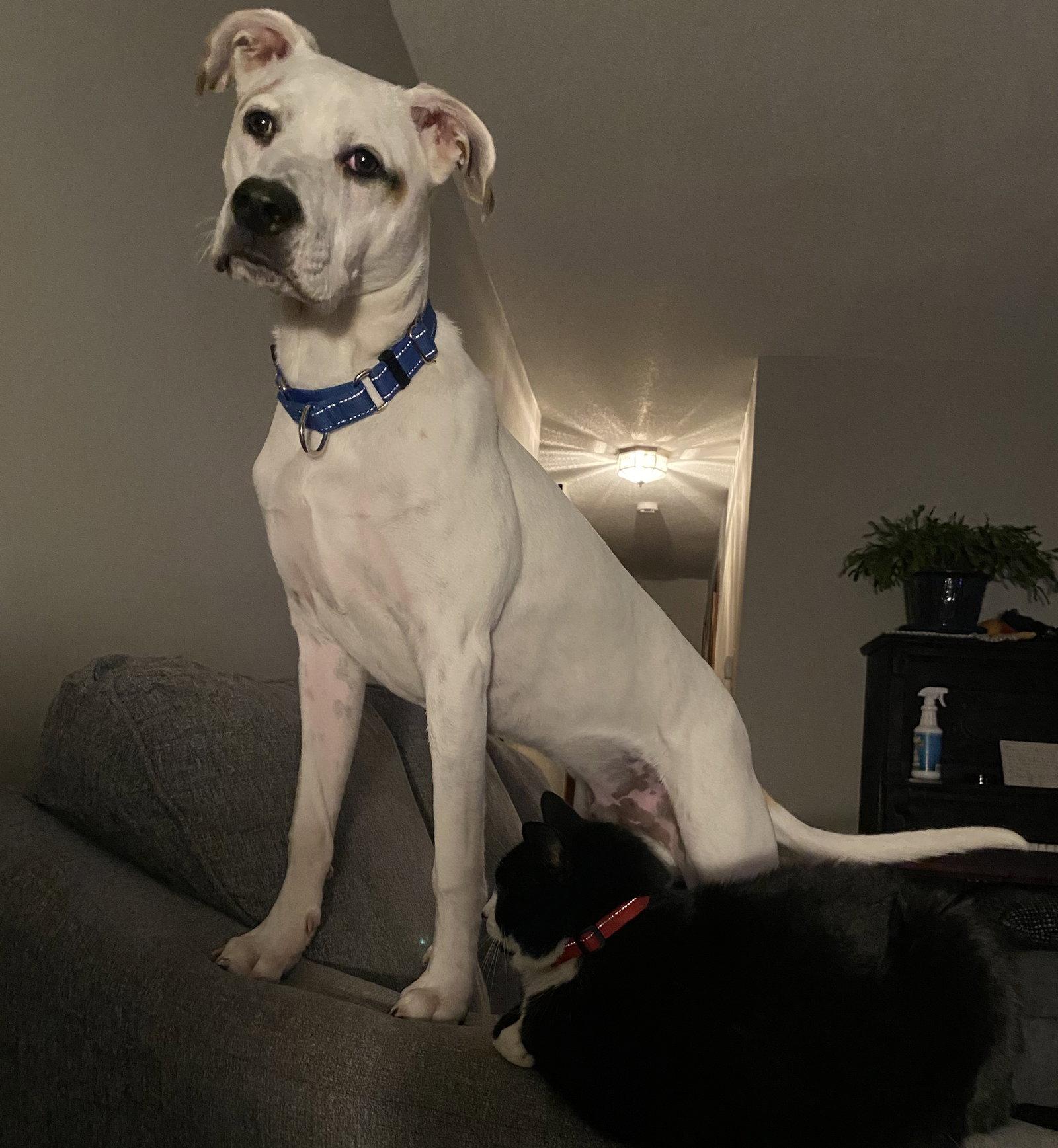 Rebel, Adoptable, Puppy Male Terrier.