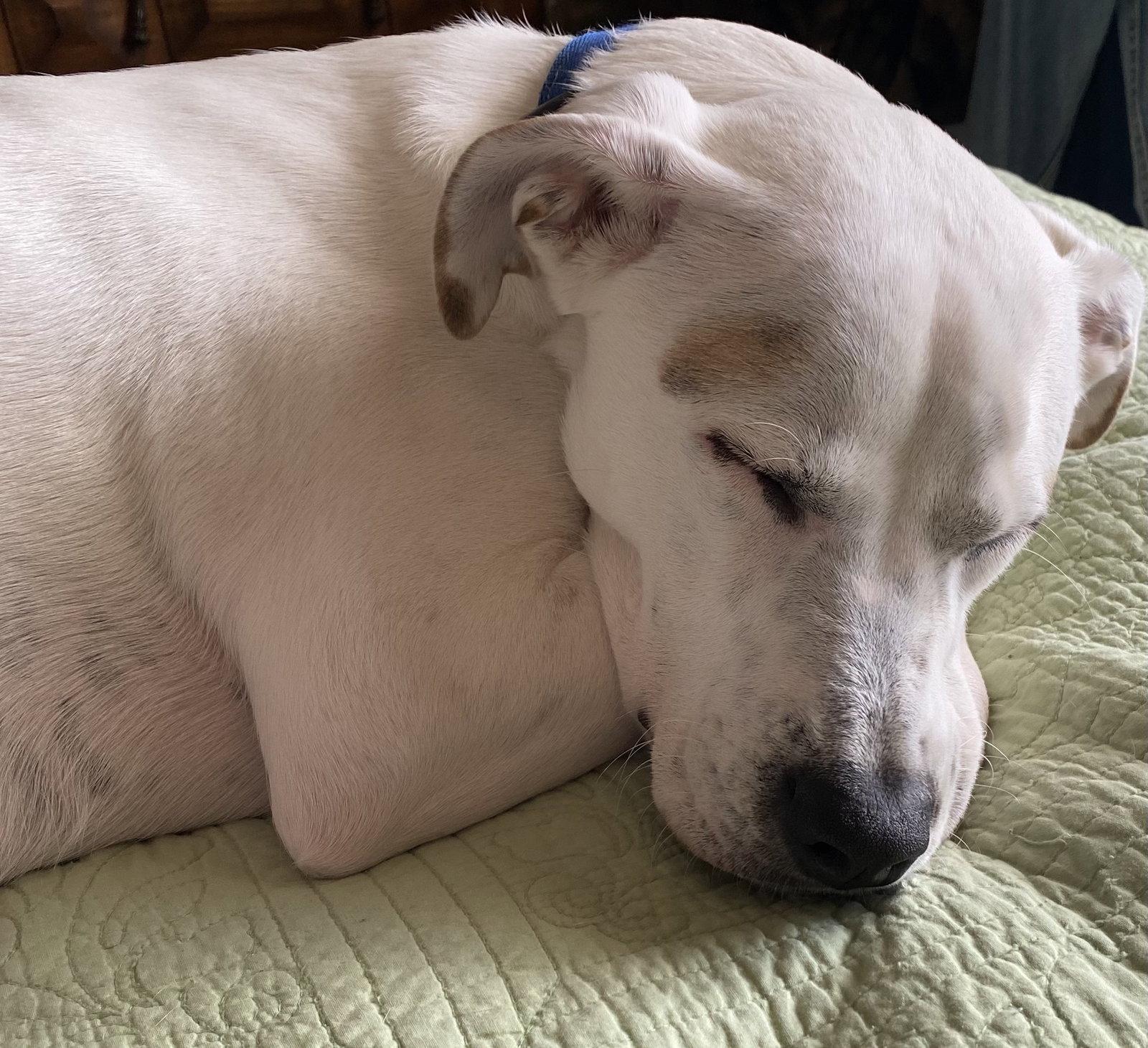 Enlarge Rebel, a Adoptable Terrier in Brooklyn Center, MN image 2/3