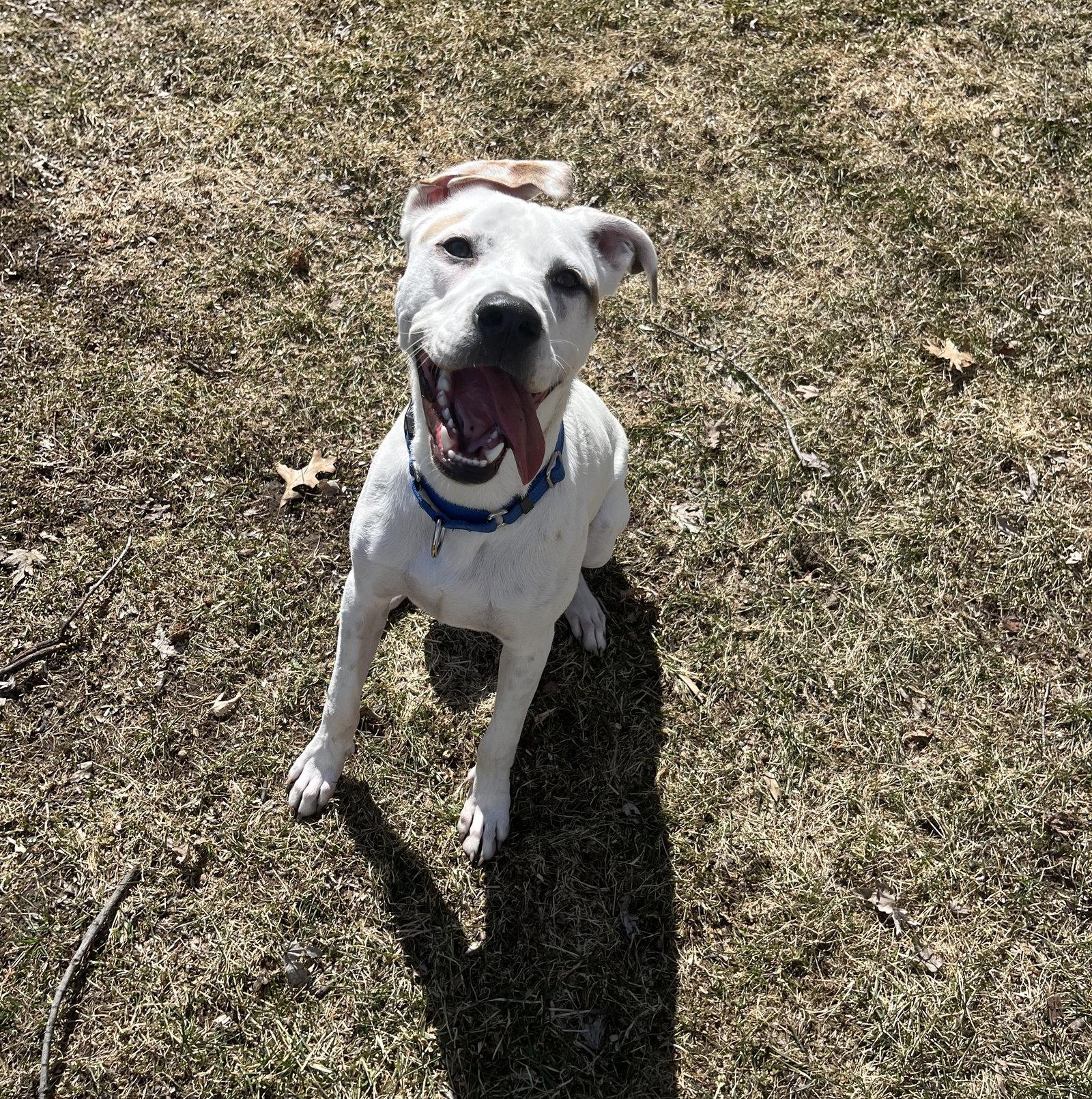 Enlarge Rebel, a Adoptable Terrier in Brooklyn Center, MN image 3/3