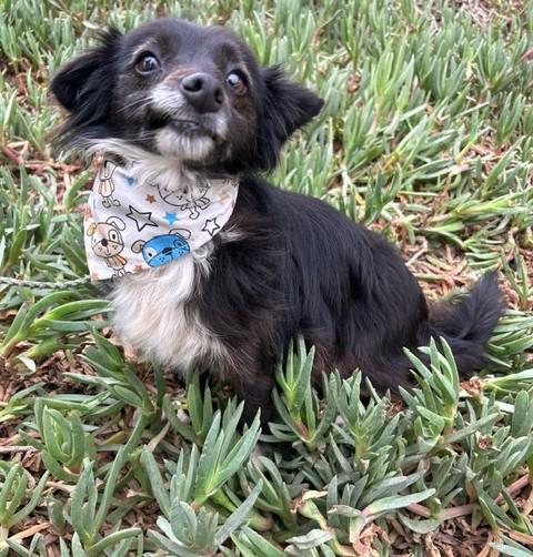 CATHY, ADOPTABLE, Adult Female Border Collie.