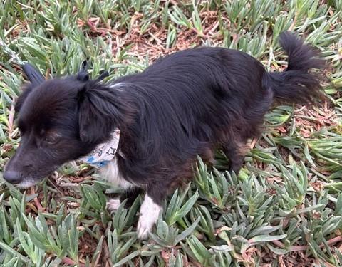 Enlarge CATHY, a ADOPTABLE mixed breed in Bell Gardens, CA image 3/6
