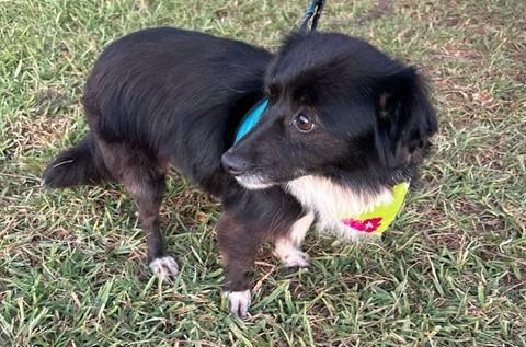 Enlarge CATHY, a ADOPTABLE mixed breed in Bell Gardens, CA image 5/6