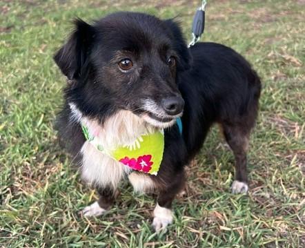 Enlarge CATHY, a ADOPTABLE mixed breed in Bell Gardens, CA image 4/6