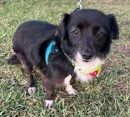 Enlarge CATHY, a ADOPTABLE mixed breed in Bell Gardens, CA image 2/6