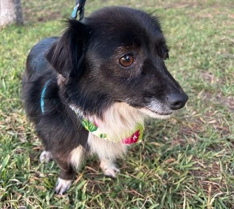 Enlarge CATHY, a ADOPTABLE mixed breed in Bell Gardens, CA image 6/6