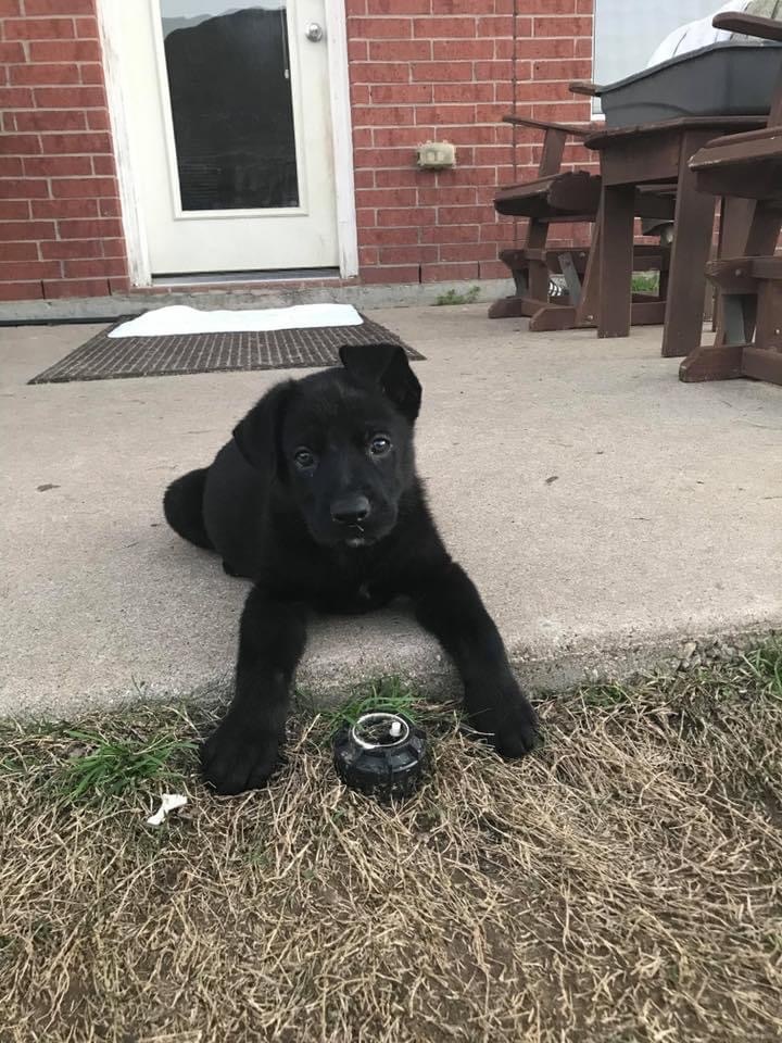 Gibson, Adoptable, Adult Male German Shepherd Dog & Black Labrador Retriever.