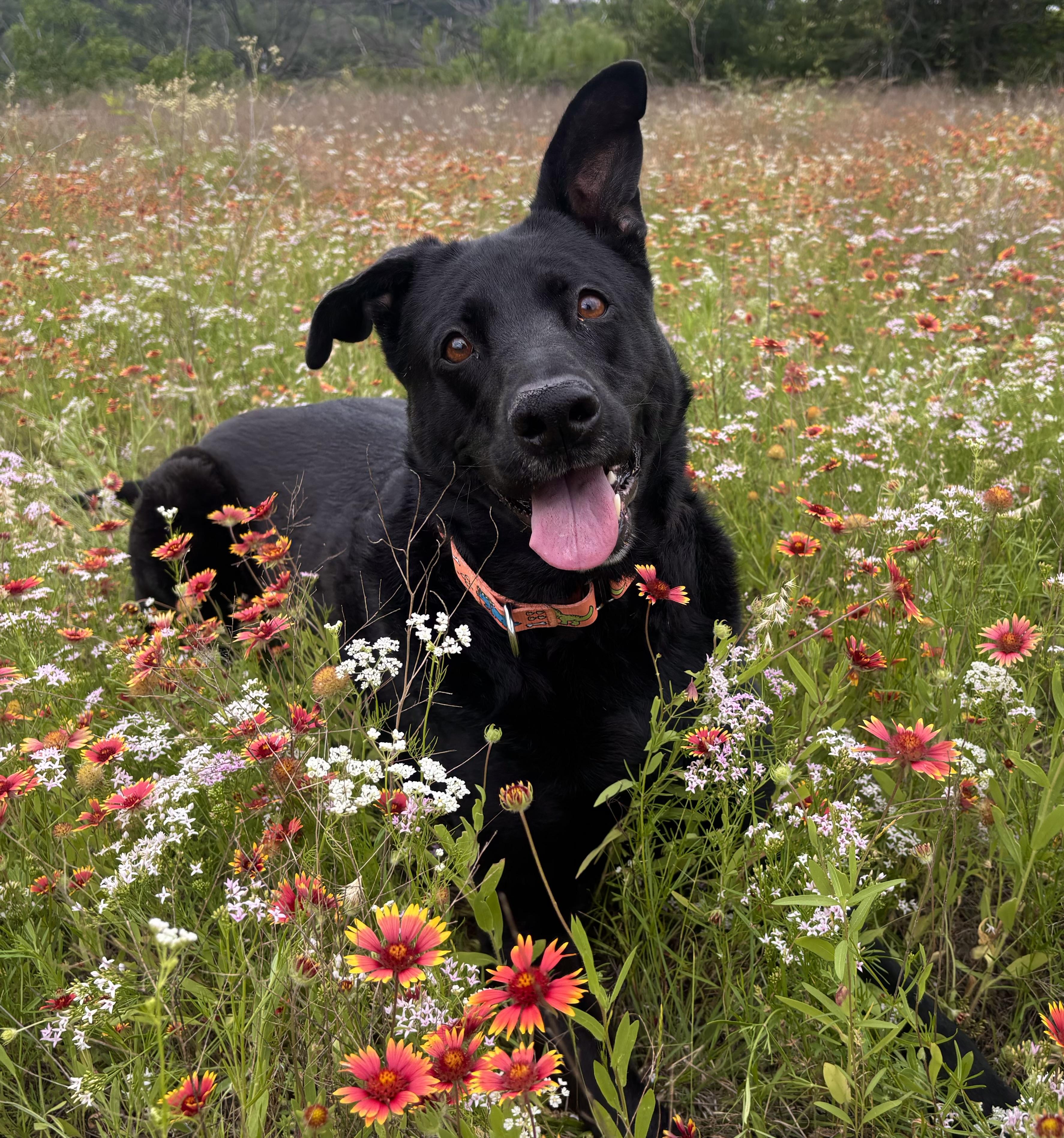 Gibson, a Adoptable mixed breed in Benbrook, TX image 1/6