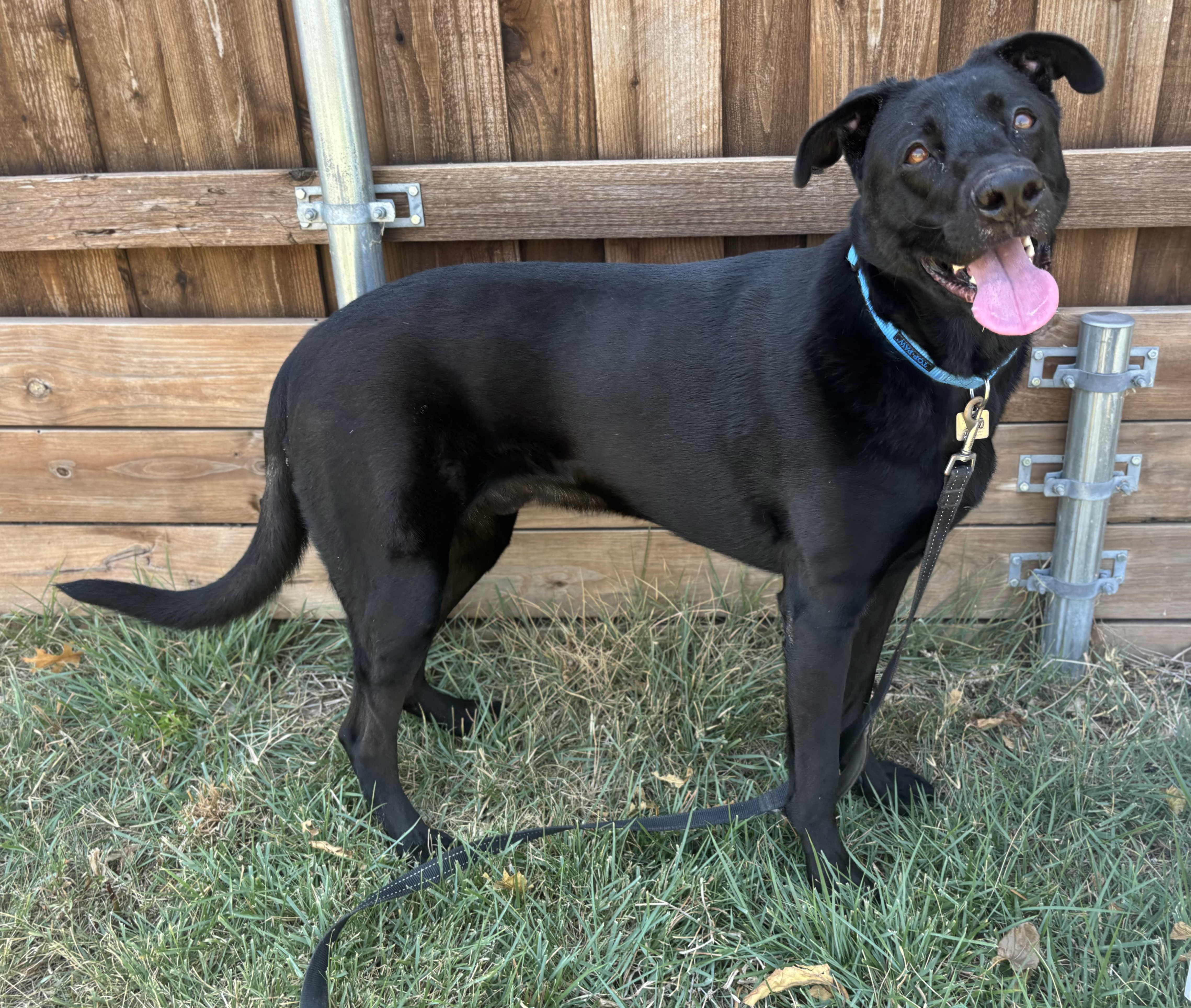Enlarge Gibson, a Adoptable mixed breed in Benbrook, TX image 3/6