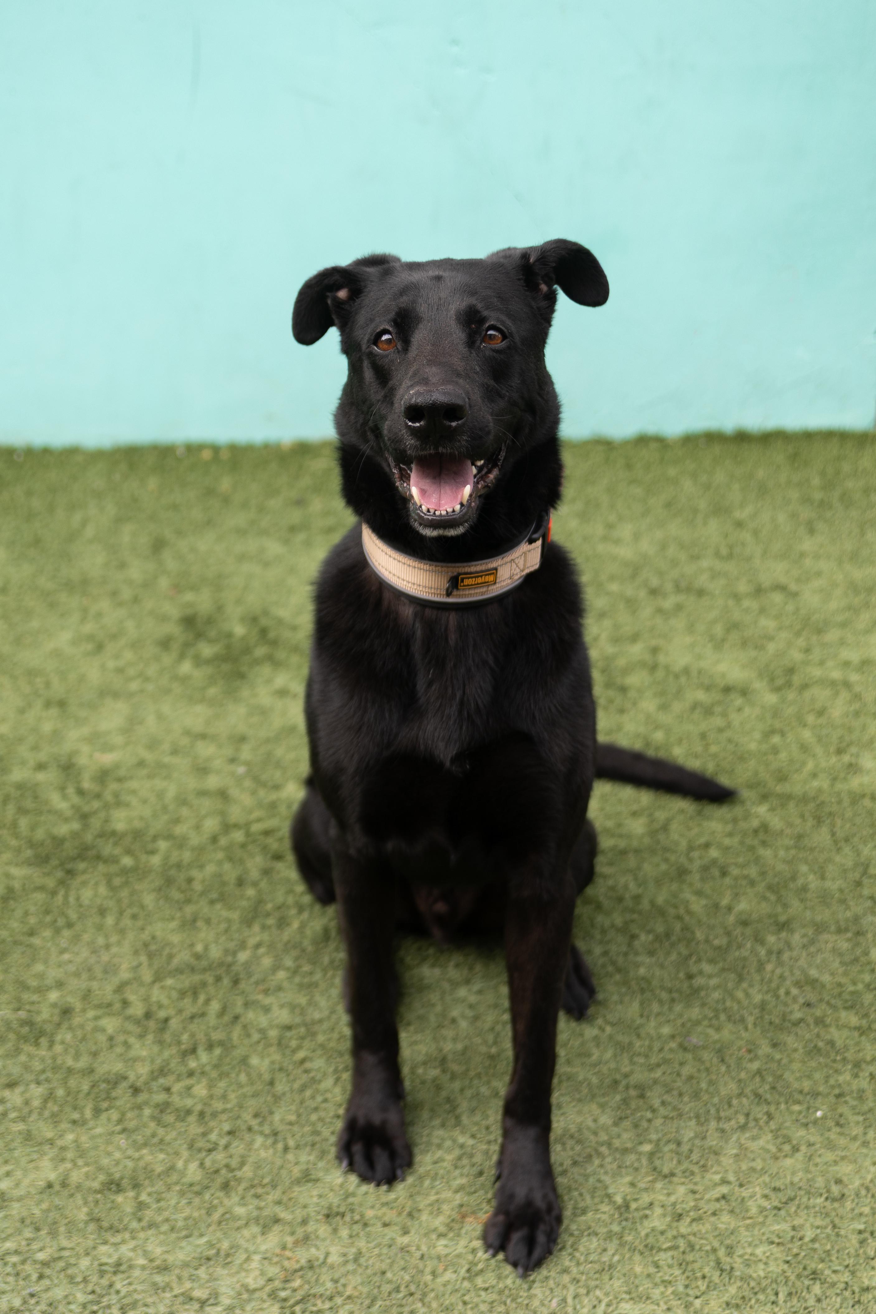 Enlarge Gibson, a Adoptable mixed breed in Benbrook, TX image 6/6