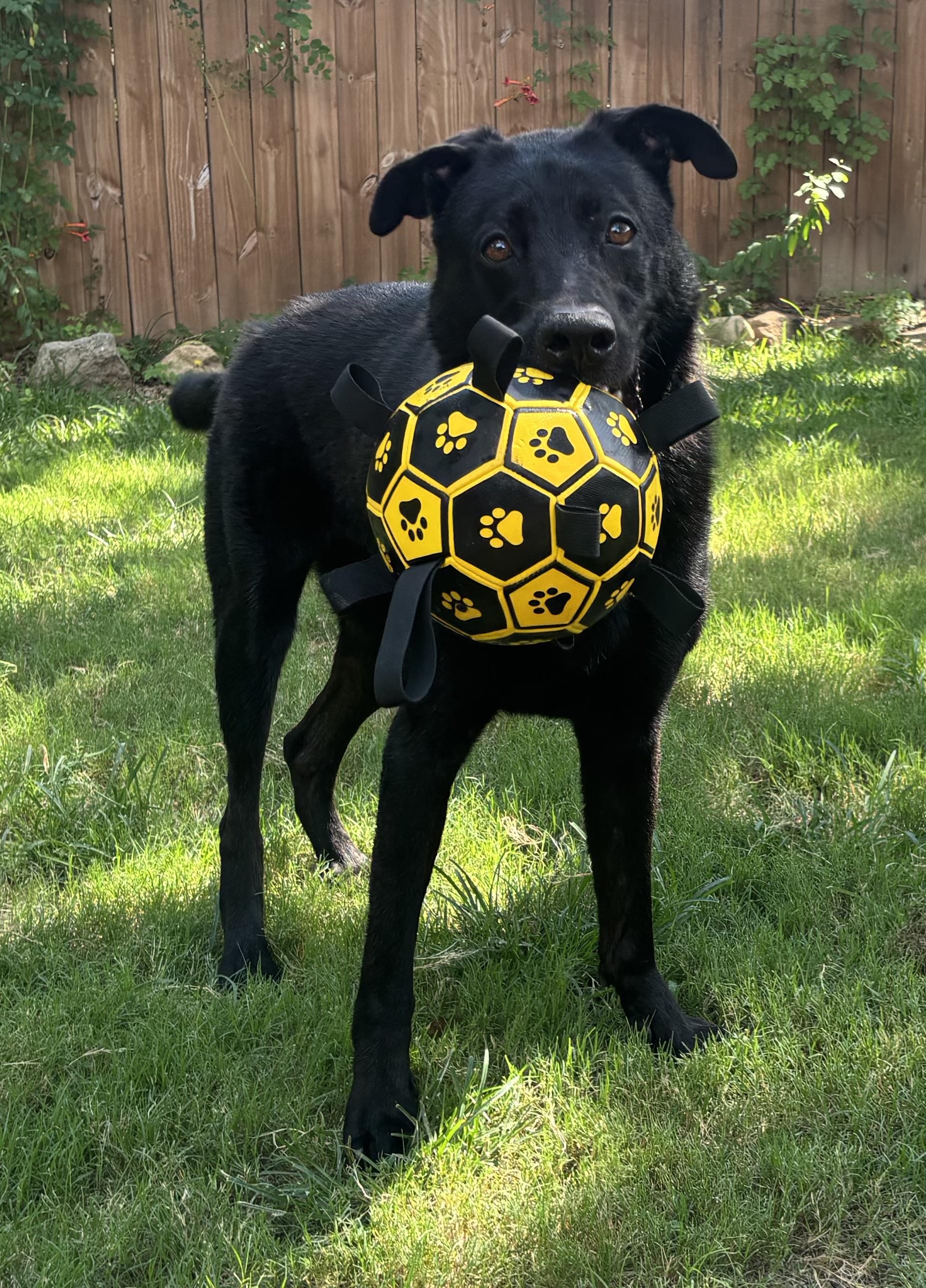 Enlarge Gibson, a Adoptable mixed breed in Benbrook, TX image 5/6