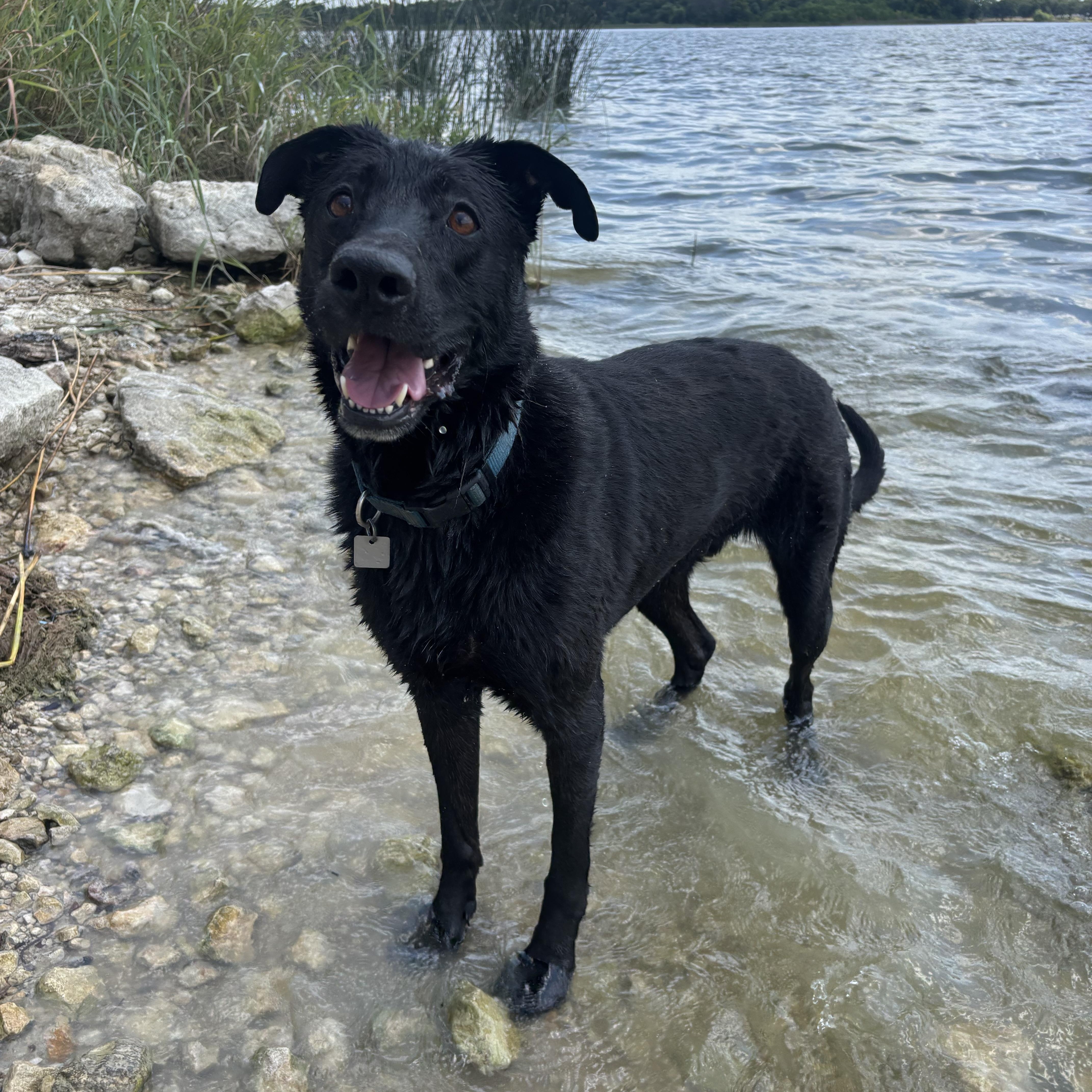 Enlarge Gibson, a Adoptable mixed breed in Benbrook, TX image 4/6