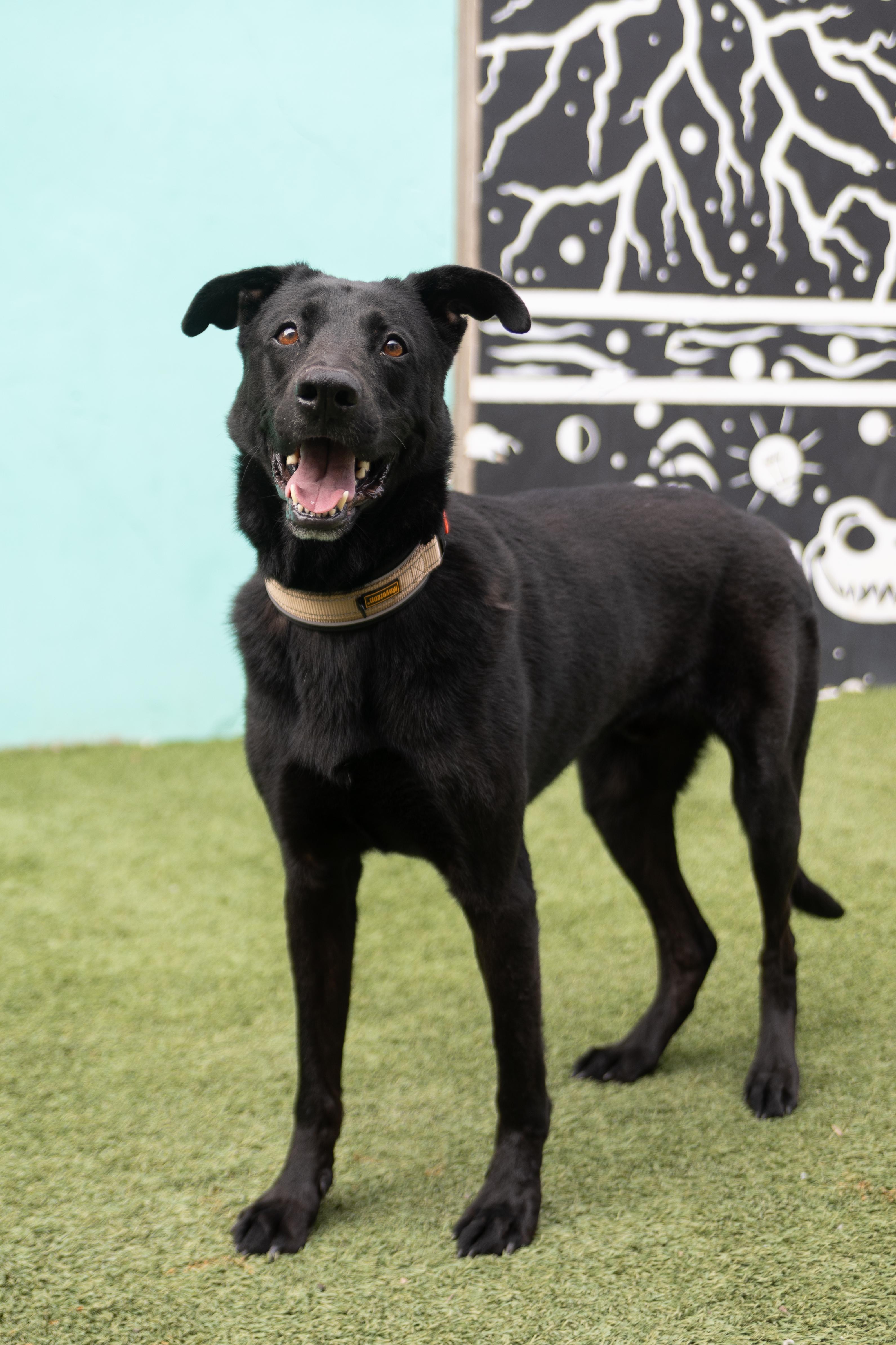 Gibson, Adoptable, Adult Male German Shepherd Dog & Black Labrador Retriever.