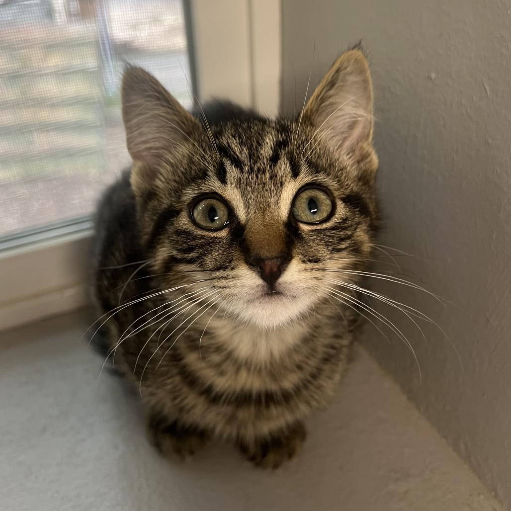 Enlarge Zenitsu, a Adoptable Domestic Short Hair in Puslinch, ON image 1/2