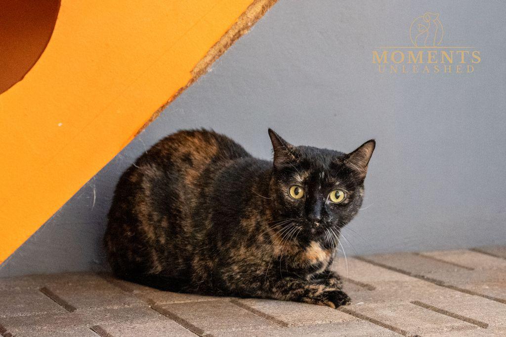 Enlarge Delilah, a Adoptable Domestic Short Hair in Myakka City, FL image 3/4