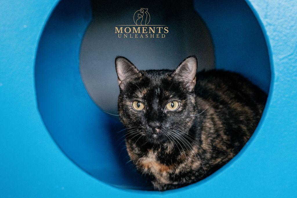 Enlarge Delilah, a Adoptable Domestic Short Hair in Myakka City, FL image 1/4