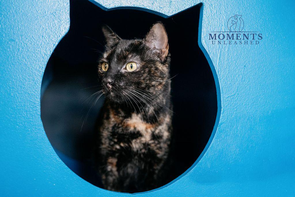 Enlarge Delilah, a Adoptable Domestic Short Hair in Myakka City, FL image 2/4