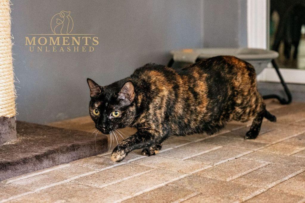 Enlarge Delilah, a Adoptable Domestic Short Hair in Myakka City, FL image 4/4