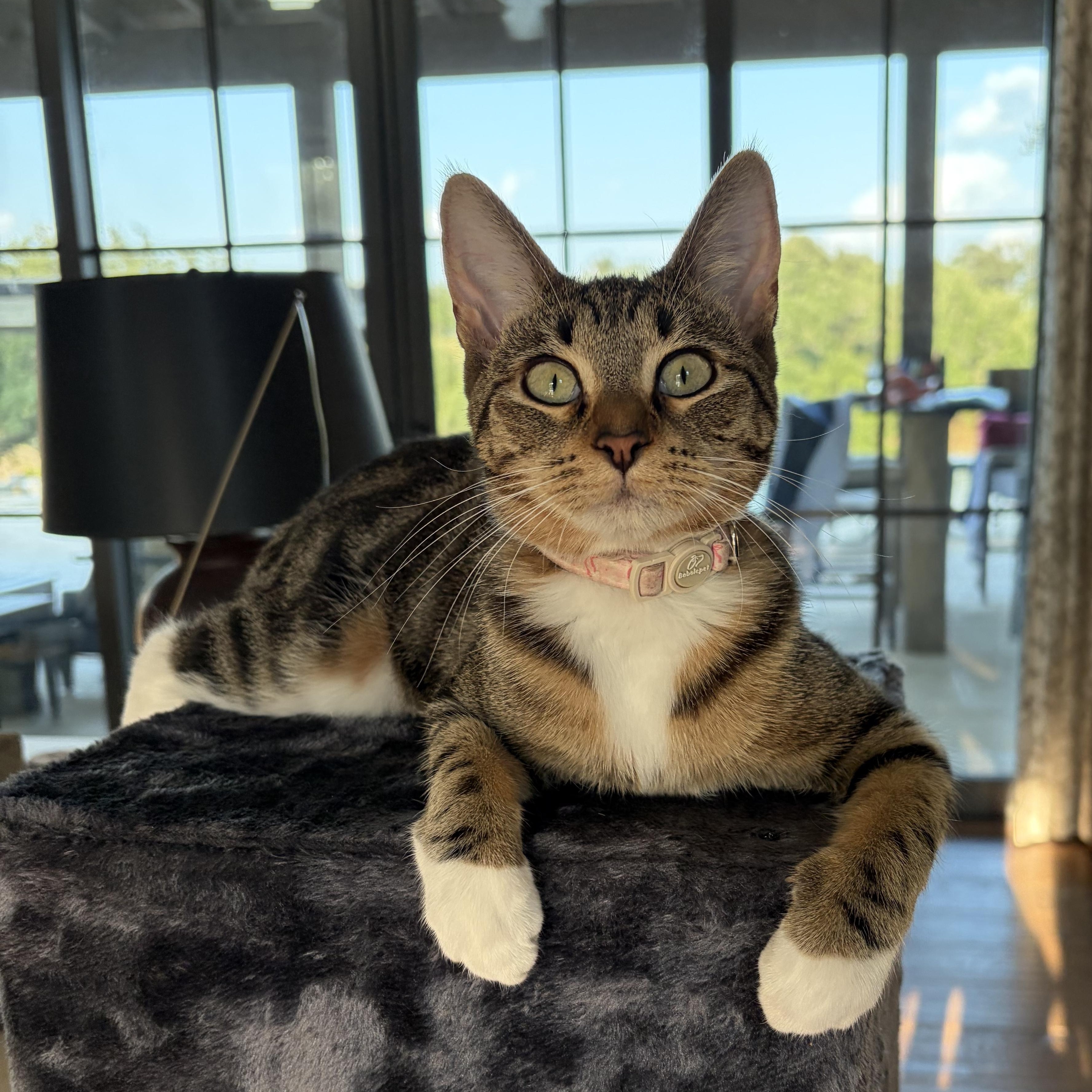 Marie (and Gus), Adoptable, Kitten Female Domestic Short Hair.