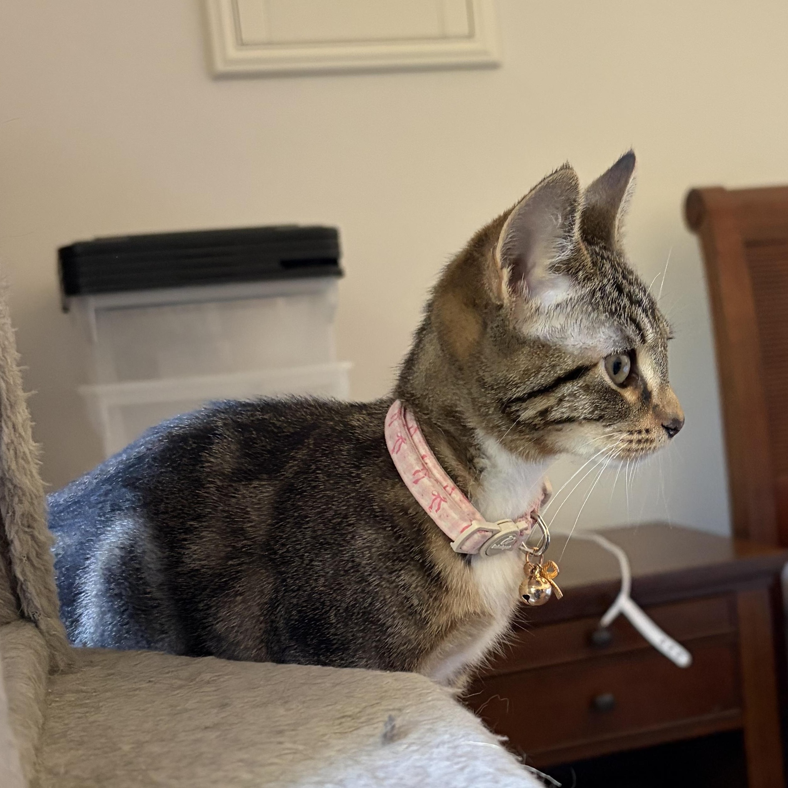 Marie (and Gus), a Adoptable Domestic Short Hair in Boston, MA image 4/5