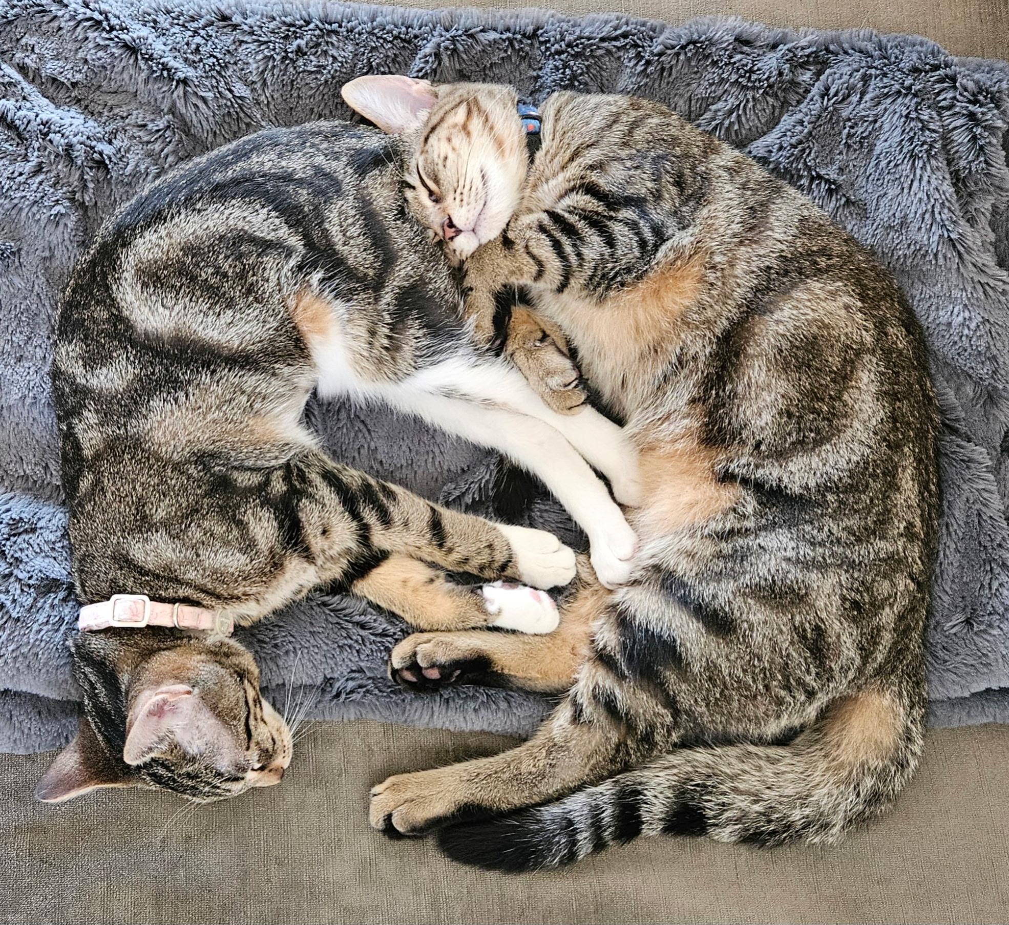 Marie (and Gus), a Adoptable Domestic Short Hair in Boston, MA image 5/5