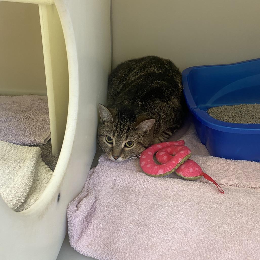 April, Adoptable, Young Female Domestic Short Hair.