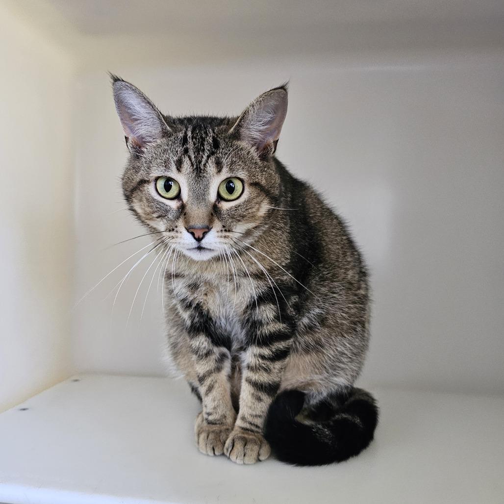 Enlarge April, a Adoptable Domestic Short Hair in Burlington, ON image 2/2