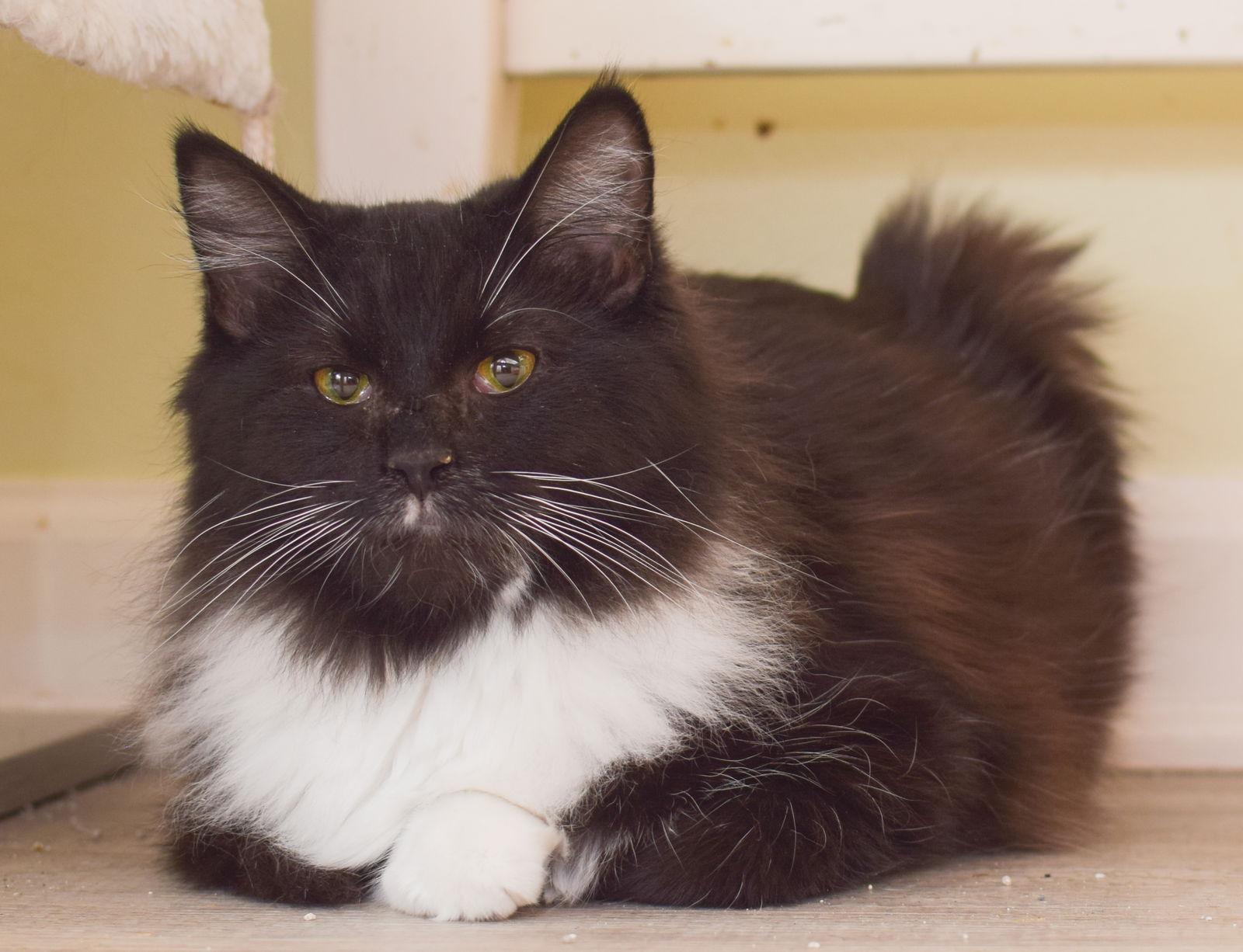 Enlarge Zoey, a Adopted Maine Coon in Hockessin, DE image 1/3