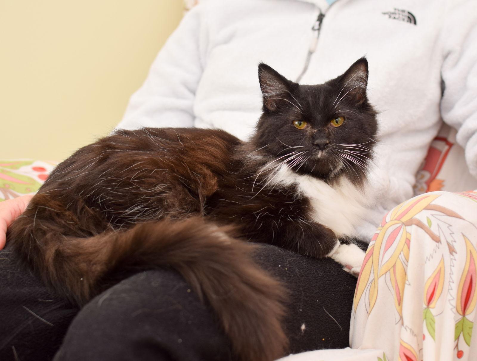 Enlarge Zoey, a Adopted Maine Coon in Hockessin, DE image 2/3