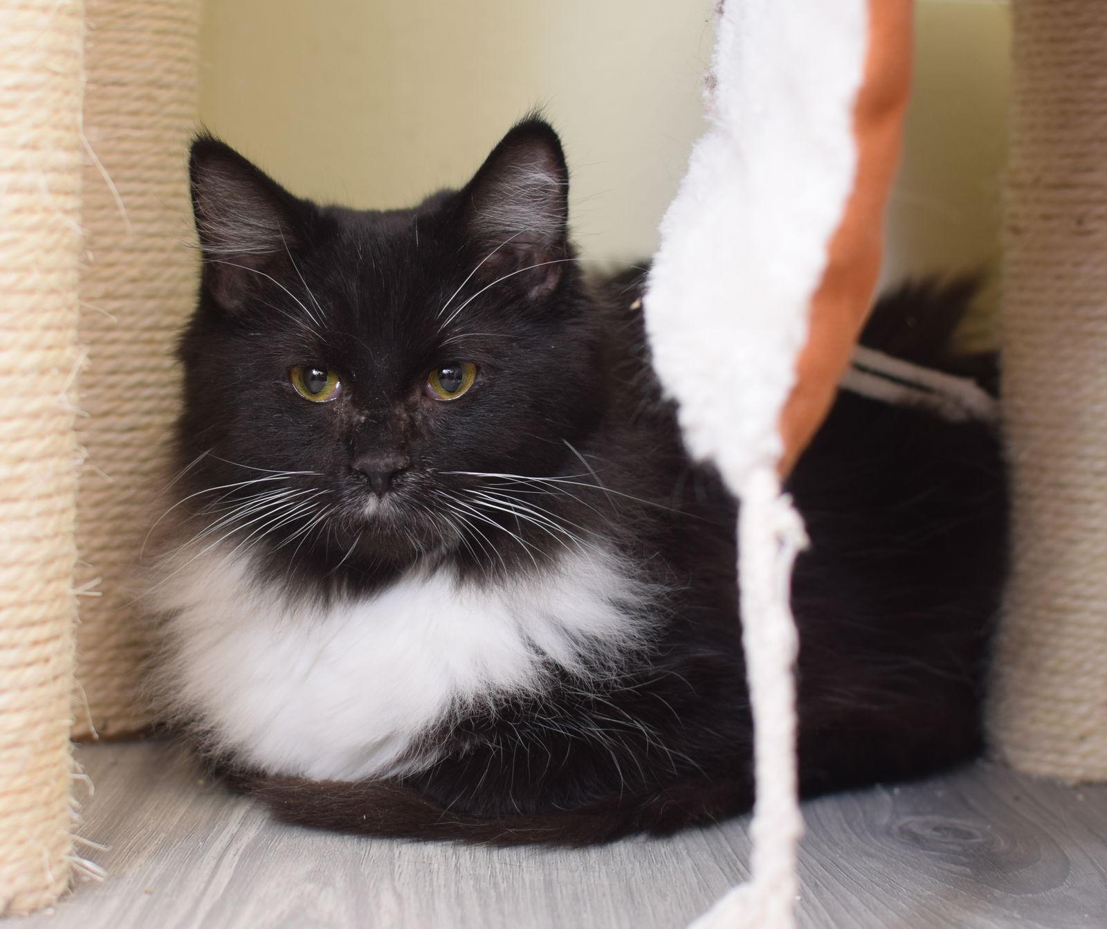 Enlarge Zoey, a Adopted Maine Coon in Hockessin, DE image 3/3