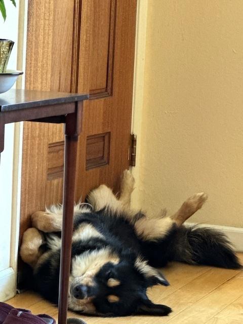 Gunnar, Adoptable, Adult Male Husky & Rottweiler.