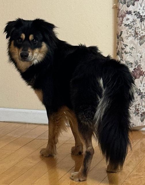 Gunnar, a Adoptable mixed breed in Bellingham, WA image 2/2